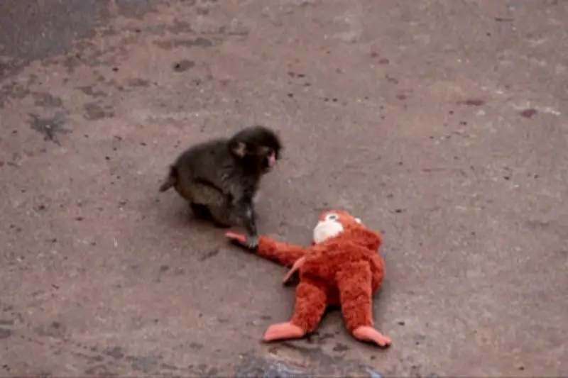 Decenas de fanáticos acuden a ver a la superestrella Punch en Japón