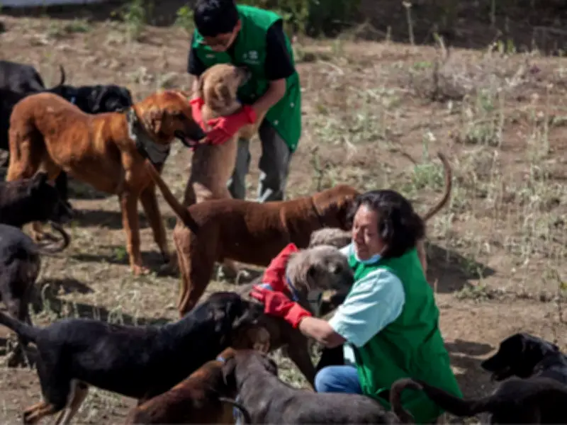 Denuncian feria de adopción ilegal en Parque México y exigen regreso de animales del Refugio Franciscano