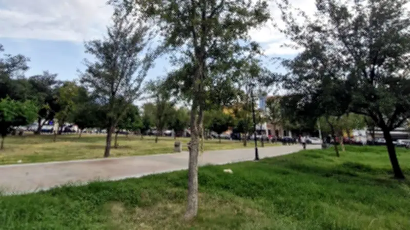 Denuncian sobreprecio en reforestación: plantan arbolitos pero facturan árboles grandes