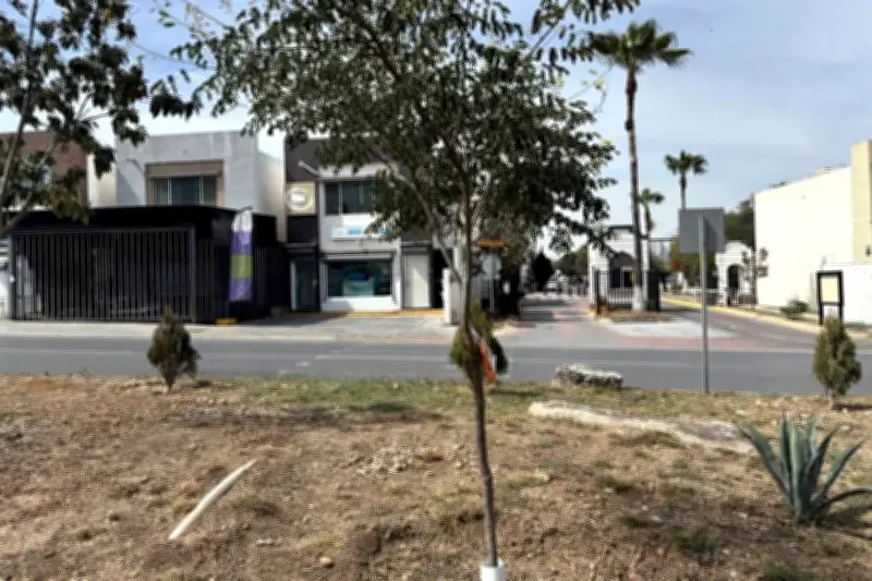 Denuncian tala ilegal en el parque Real de Cumbres en Monterrey