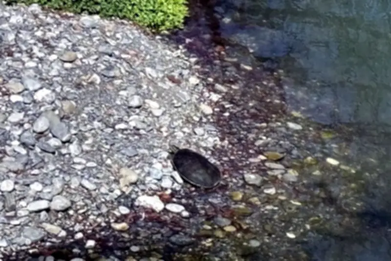 Derrame de Aguas Negras Contamina el Río La Silla en Nuevo León