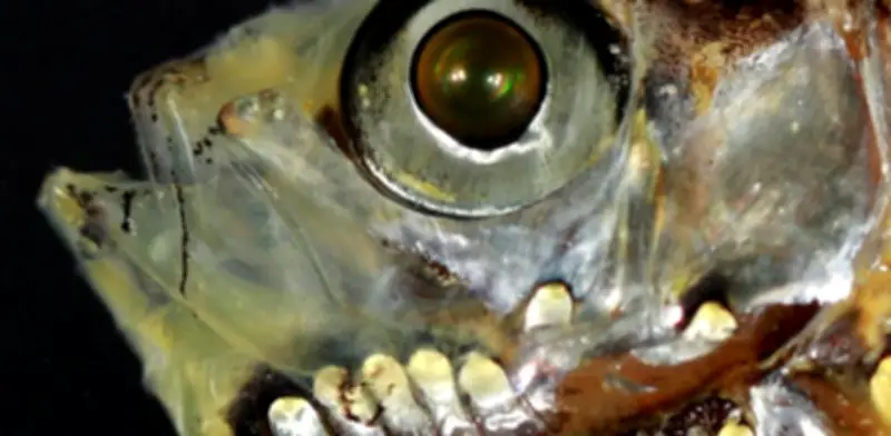 Descubren células visuales híbridas en peces de aguas profundas que desafían la biología