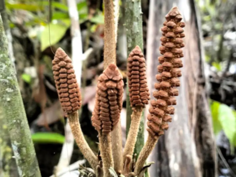 Descubren en Perú planta prehistórica que sobrevivió a los dinosaurios