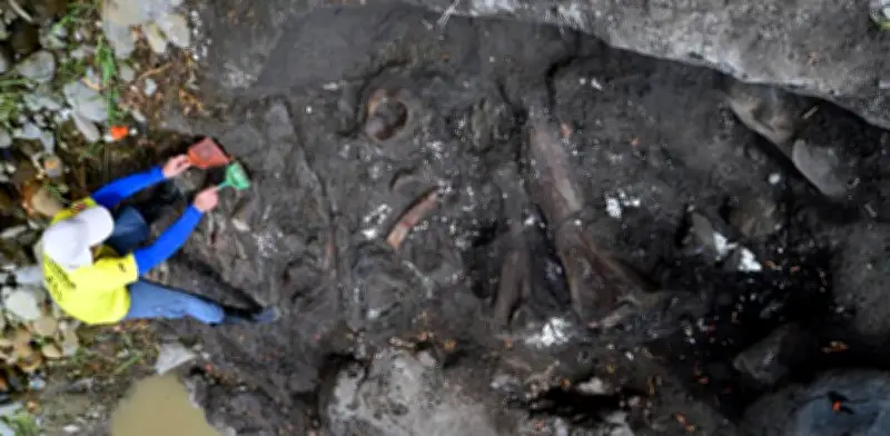 Descubren fósiles de perezoso y mastodonte de 40 mil años en Costa Rica