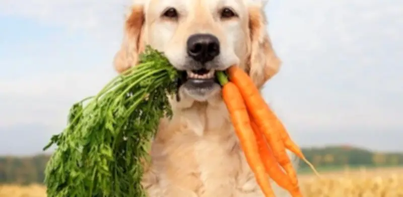 Dieta canina sostenible: mayor impacto ambiental que cambiar la alimentación humana