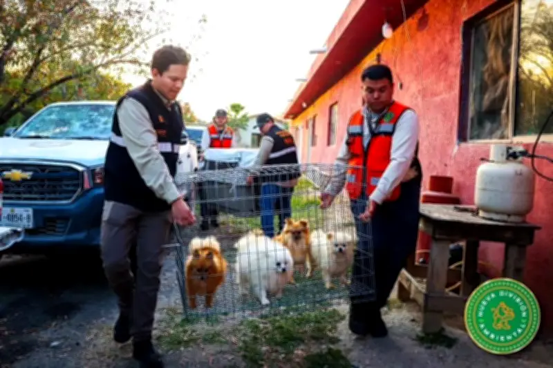 División Ambiental rescata a 56 perros en Juárez en operativo contra maltrato