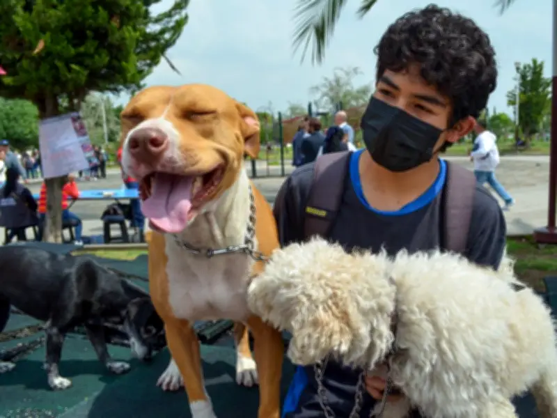 EdoMéx activa protocolos contra Rickettsiosis tras alerta de Salud por garrapatas