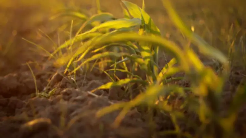 EE.UU. destina 40 millones de dólares al CIMMYT en México para fortalecer seguridad alimentaria