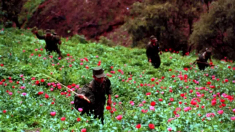 Ejército y BOI destruyen narcocultivos de marihuana y amapola en Ajuchitlán del Progreso, Guerrero