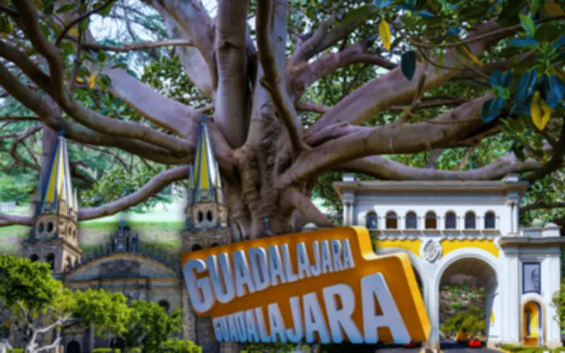 El 'abuelo' de Guadalajara: La higuera negra que es el árbol más antiguo de la ciudad