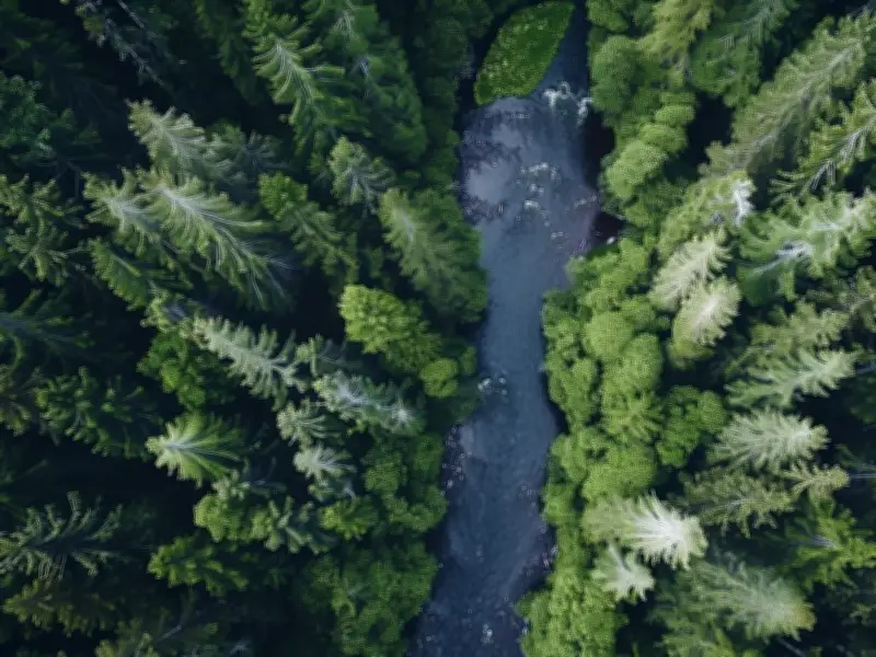 El bosque boreal se expande un 12% hacia el norte por el calentamiento global