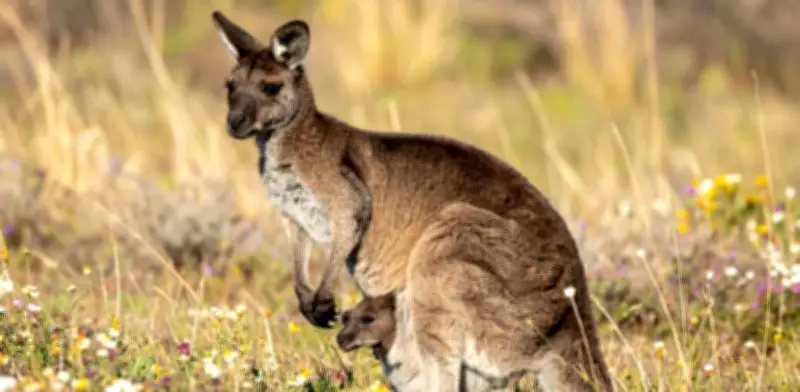 El Marsupio: La Incubadora Natural de los Marsupiales y su Función Vital