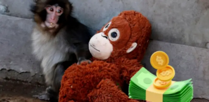 El mono de peluche de Punch: precio y la emotiva historia del changuito japonés