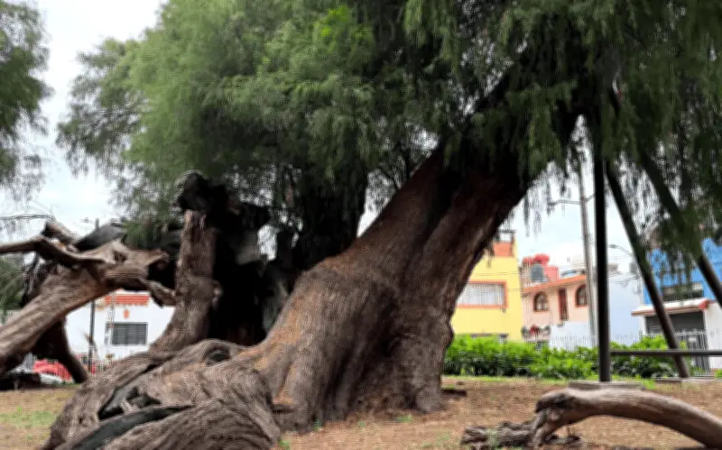 El 'Sabino' de Xochimilco: El árbol más antiguo de la CDMX con más de 500 años de historia