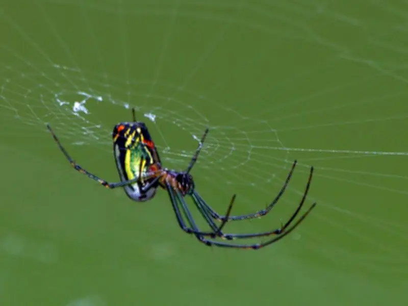 El terror real no está en las arañas: el rechazo humano a lo diferente según Frankenstein