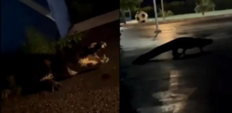 Enorme cocodrilo deambula en Unidad Deportiva de Progreso, Yucatán