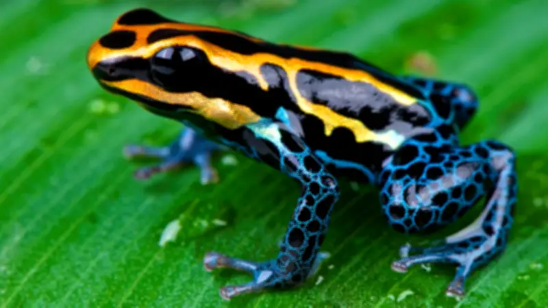 Epibatidina: La Potente Toxina Sudamericana Vinculada al Caso Navalni