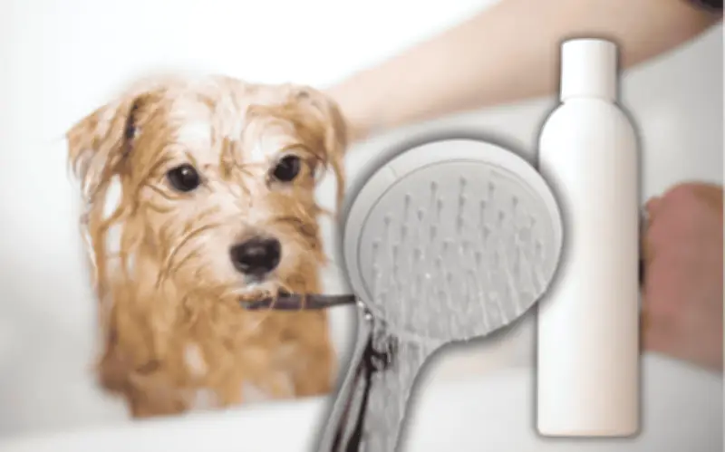 Errores comunes al bañar a tu perro que afectan su salud y bienestar