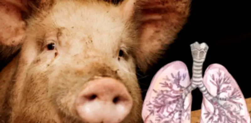 España alerta a la OMS por posible transmisión humana de gripe porcina en Lleida