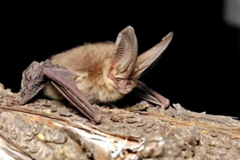 Especialistas Lanzan Operativo para Rescatar Murciélagos en Peligro en México