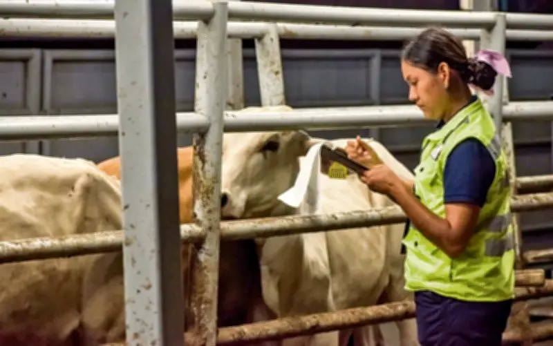 Especialistas Urgen a Mantener Protocolos Contra el Gusano Barrenador del Ganado