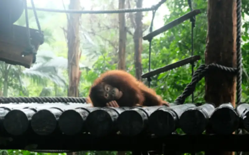 Estudio científico revela que los simios poseen imaginación y capacidad de simulación