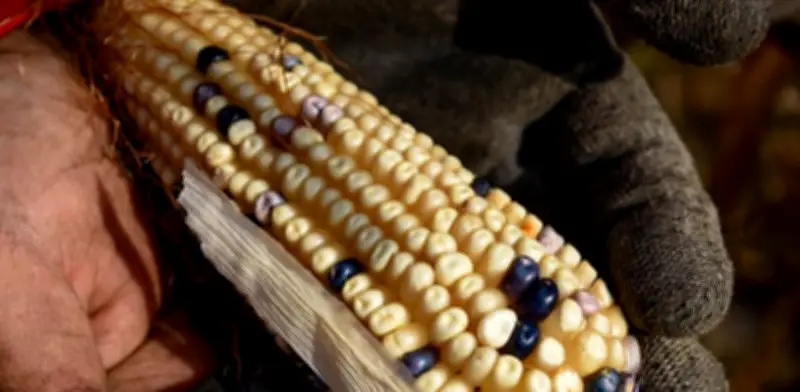 EU destina 40 mdd al CIMMYT en México para impulsar innovación agrícola y seguridad alimentaria