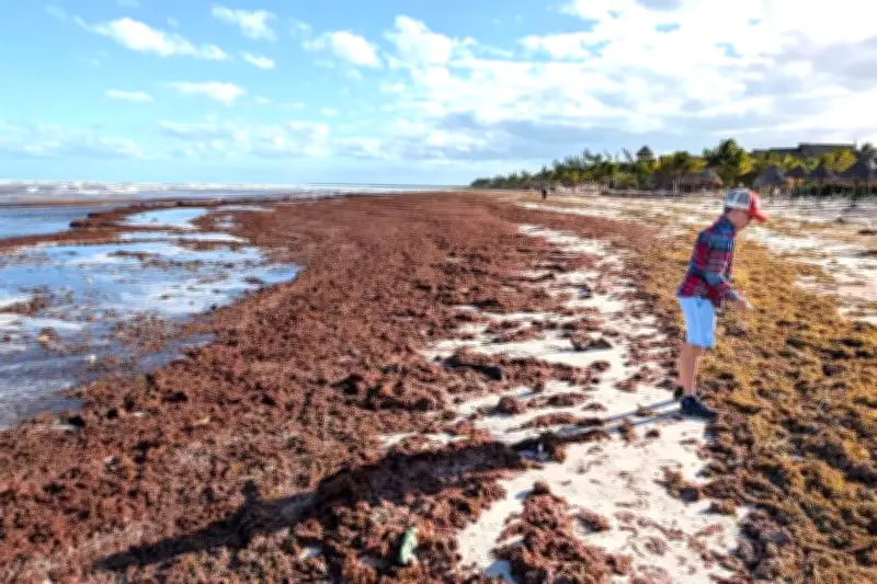 Expertos urgen al gobierno combatir el sargazo desde su origen marino