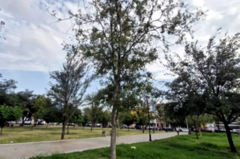 Facturas Clonadas en Gastos por Árboles: Fraude en Reforestación