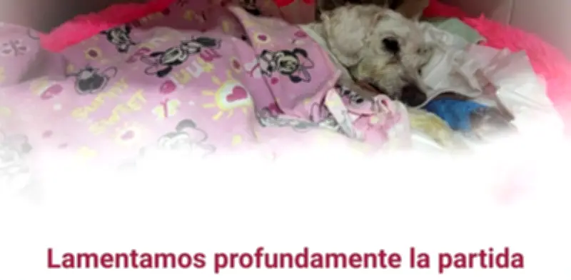 Fallece 'Chicharrón', el perro rescatado en accidente navideño de taxi en CDMX