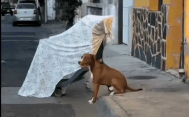 Fallece recolector en Guadalajara; su perro fiel permanece junto al cuerpo