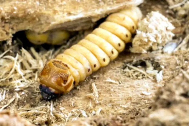 Ganaderos de Guerrero reportan más de 3,000 casos de plaga del barrenador