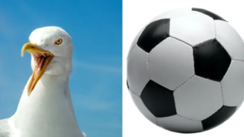 Gaviota recibe balonazo en partido de fútbol y es revivida con RCP por jugador en Turquía