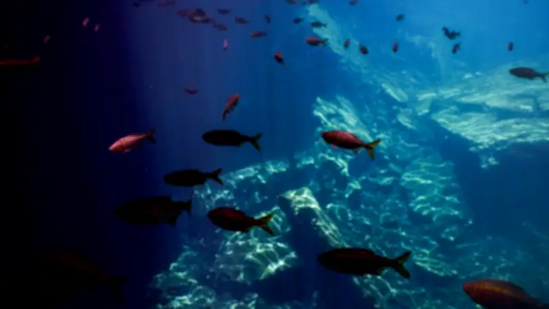 Guía de Buceo del Caribe Mexicano: 7 Destinos Submarinos Imperdibles en Quintana Roo