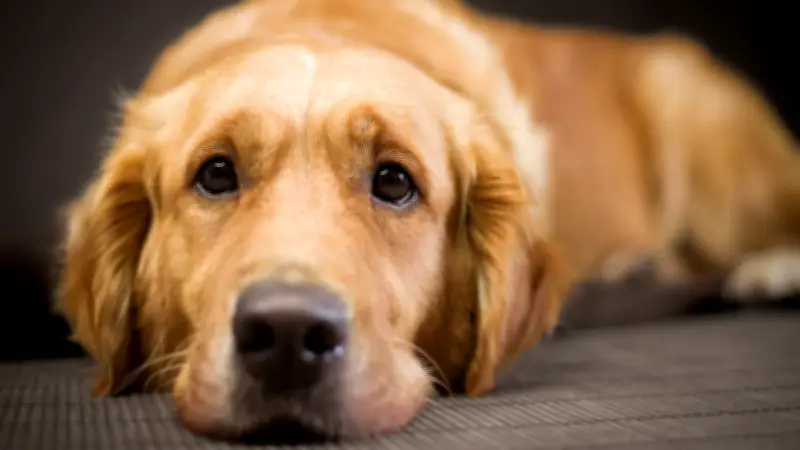 Guanajuato tipifica el maltrato animal como delito en su Constitución estatal