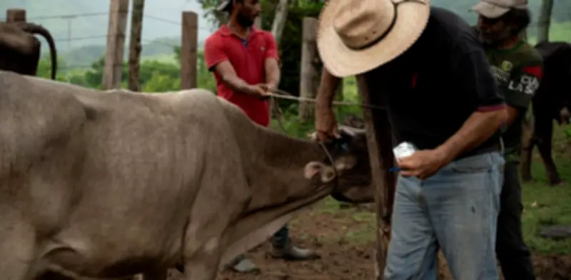 Gusano Barrenador: 120 casos en sur del Edomex, pero escenario es controlado