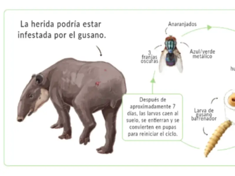 Gusano Barrenador Amenaza a Tapires en Mesoamérica: Un Parásito Reemergente