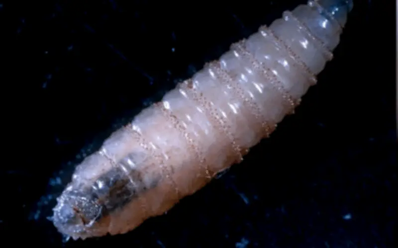 Gusano Barrenador: Detectan dos nuevos casos en Victoria y suman 10 activos en Tamaulipas