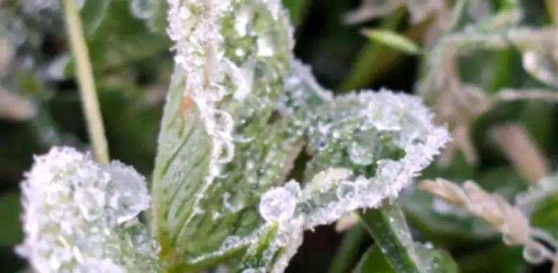 Helada Blanca Cubre el Altiplano de Perote, Veracruz: Fenómeno Invernal Reportado