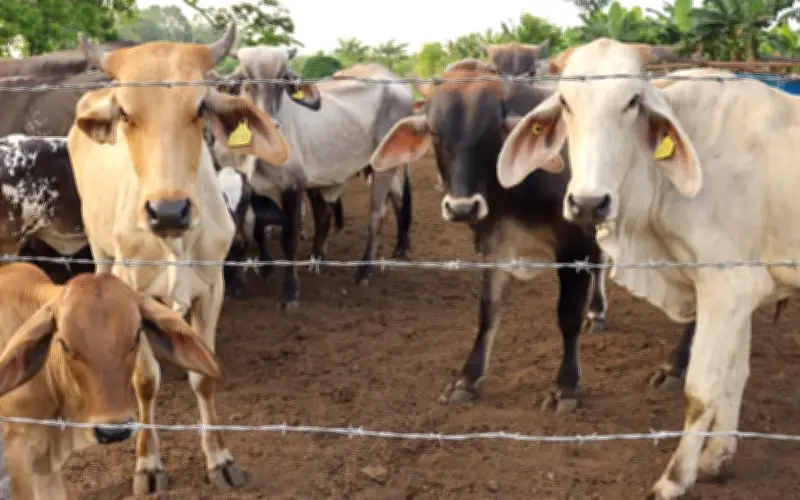 Hidalgo confirma 9 casos de gusano barrenador en ganado y refuerza vigilancia pecuaria