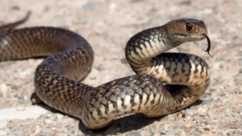 Histórico hallazgo: Descubren nueva especie de serpiente subterránea en México