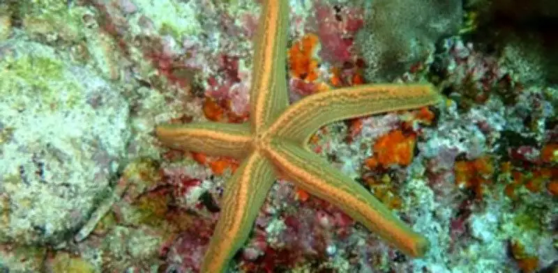 Hombre capturado en video extrayendo estrellas de mar ilegalmente en Cancún
