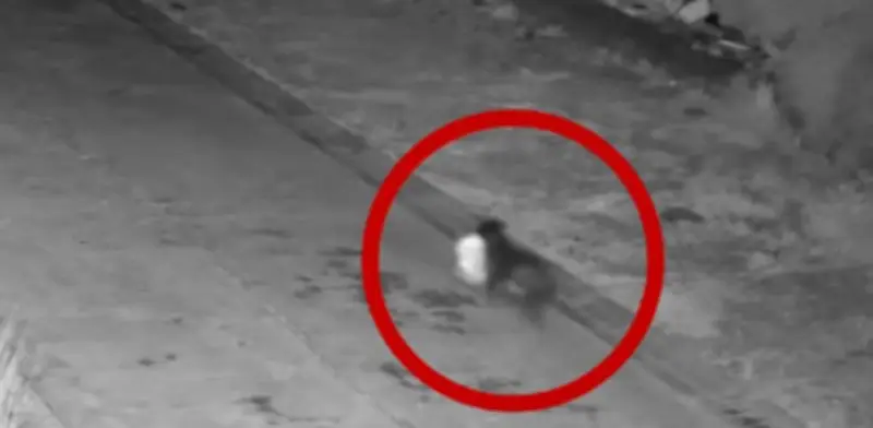 Hombre en Italia entrena a su perro para tirar basura y evadir cámaras de vigilancia