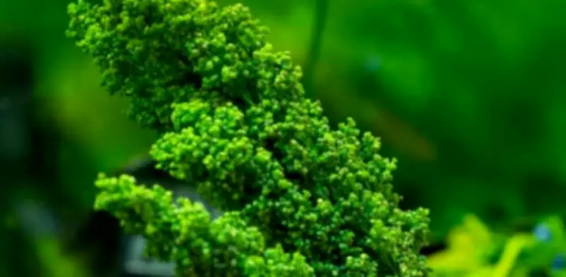 Huauzontles: Guía Completa para Cocinar y Conservar este Tesoro de la Cocina Mexicana