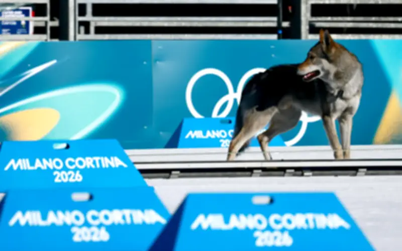 Husky se cuela en pista olímpica de esquí de fondo en Milano-Cortina 2026