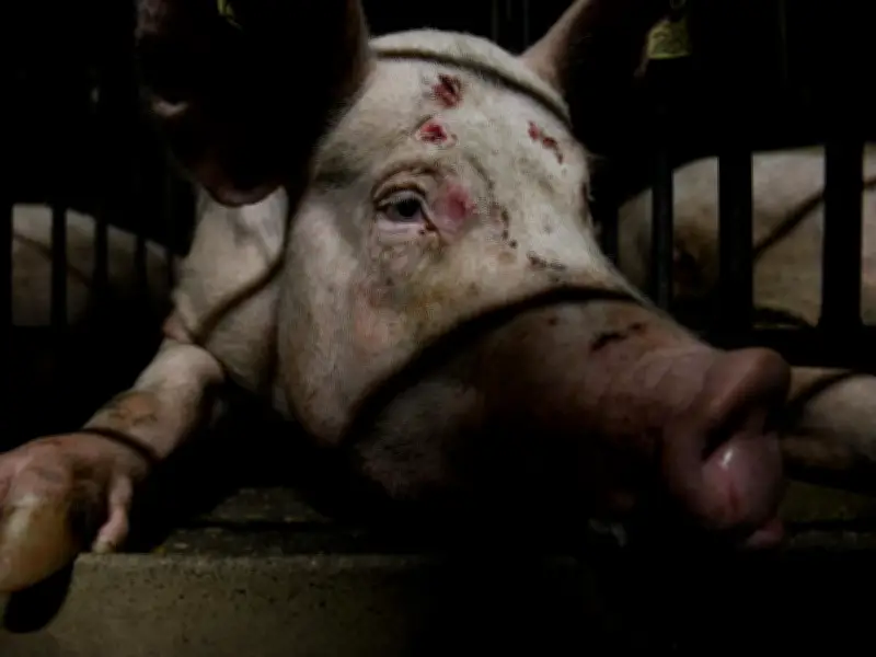 Igualdad Animal denuncia maltrato generalizado en granjas porcinas de Aragón