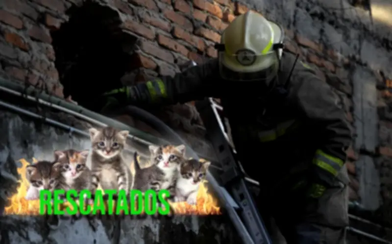 Incendio en bodega de refrigeración de Guadalajara: una persona lesionada y seis gatitos rescatados