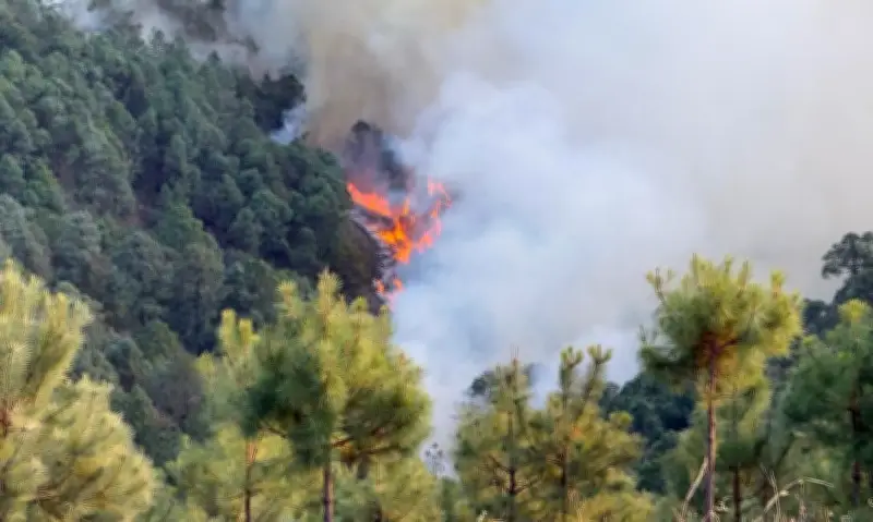 Incendio forestal en Sierra Negra de Puebla consume 150 hectáreas; combaten con helicóptero