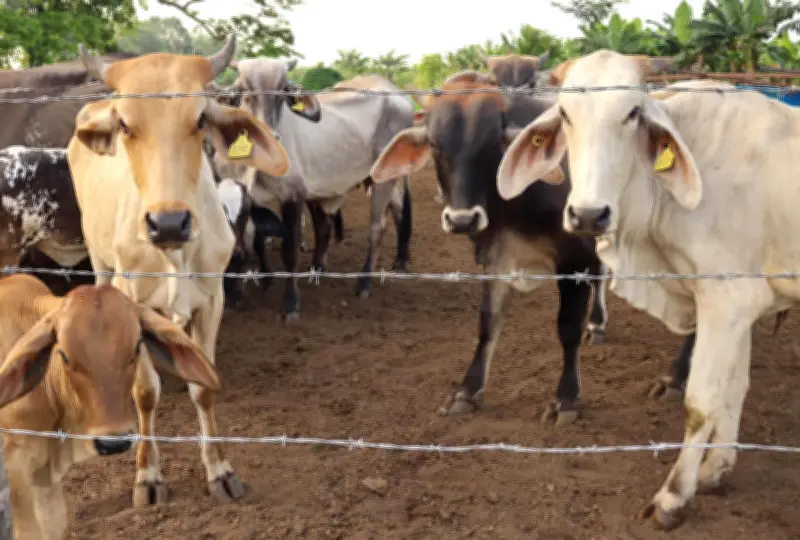 Jalisco Confirma Nuevo Caso de Gusano Barrenador del Ganado en Santa María del Oro