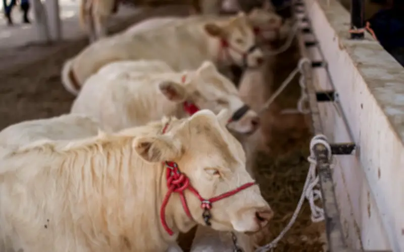 Jalisco Confirma Segundo Caso de Gusano Barrenador en Ganado del Municipio de Jilotlán